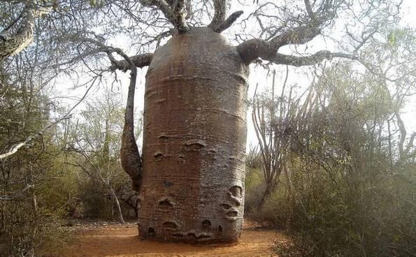 un grosso tronco d'albero come imitazione per aumentare lo spessore del pene